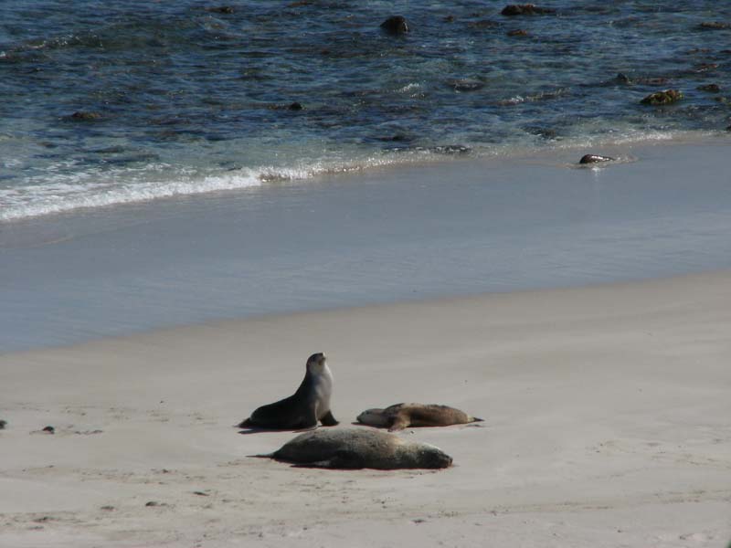 Sea Lions